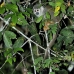 monkey_squirrel_common_la_v_1441_ecu3631.jpg